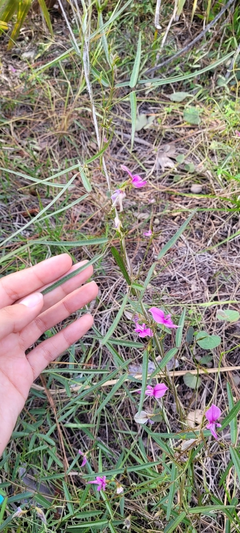 Pineland Milkpea photo 8