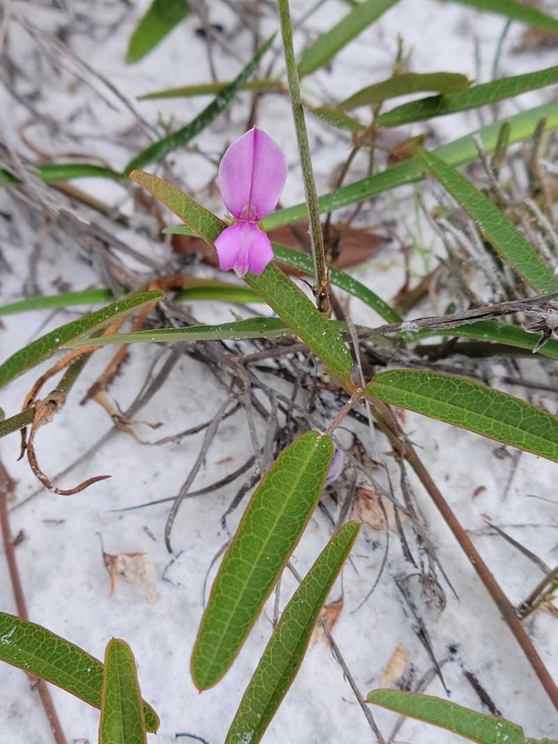 Galactia purshii