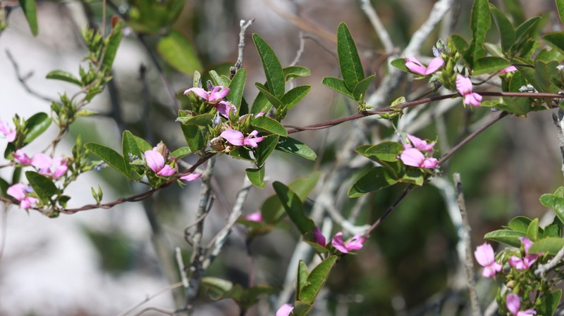 Galactia purshii photo 2