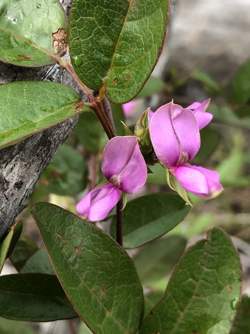 Galactia purshii photo 3
