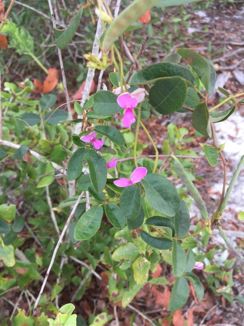 Galactia purshii photo 4