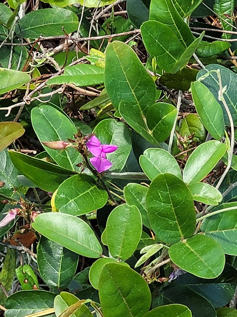 Galactia purshii photo 5