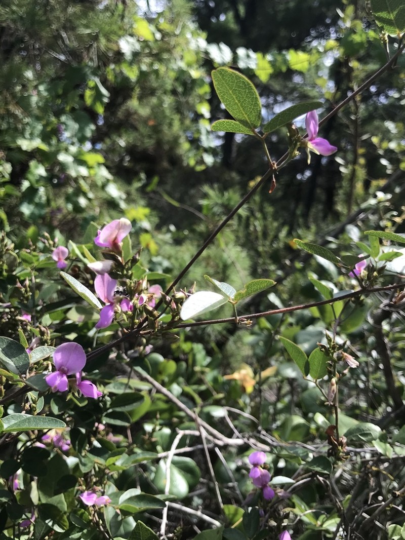 Galactia purshii photo 6