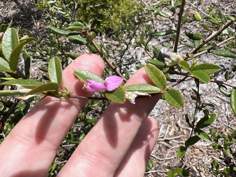 Galactia purshii photo 7