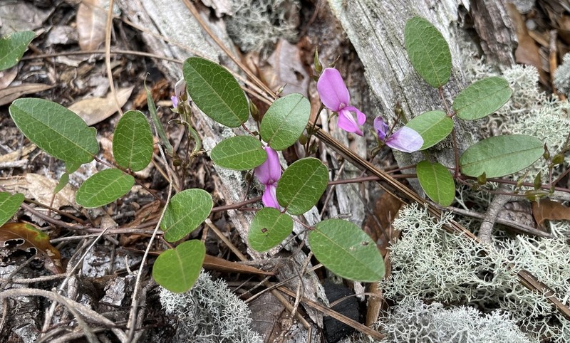 Galactia purshii photo 8