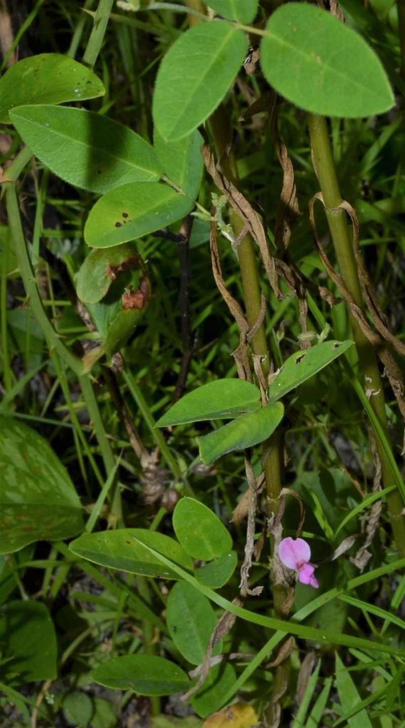 Eastern Milkpea