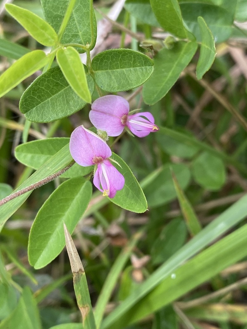 Eastern Milkpea photo 2