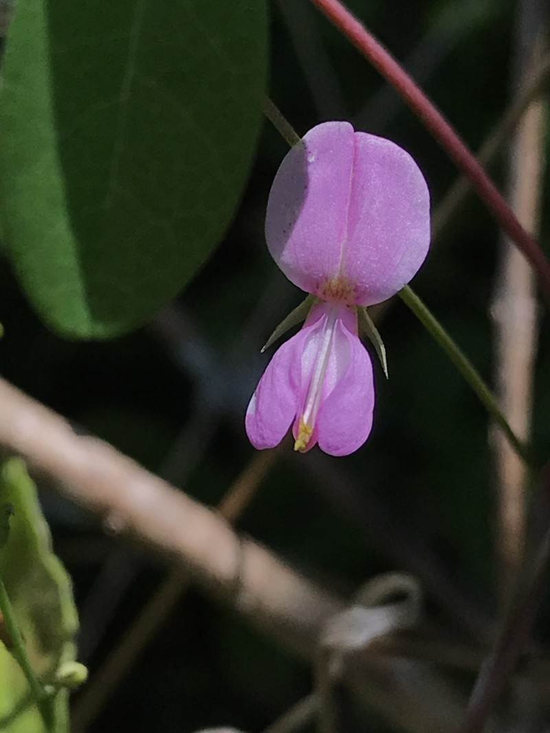 Eastern Milkpea photo 3