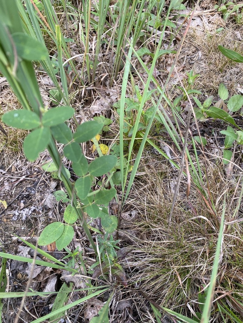Eastern Milkpea photo 4