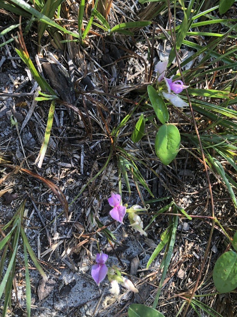 Eastern Milkpea photo 5