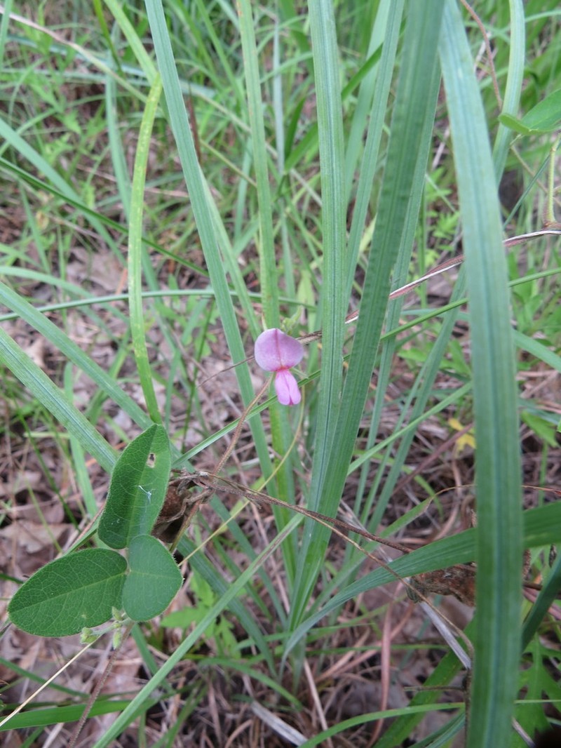 Eastern Milkpea photo 6