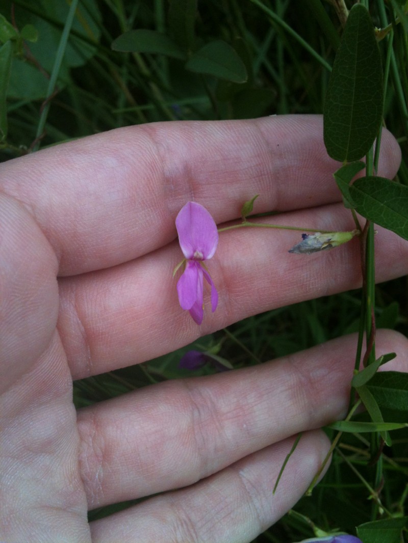 Eastern Milkpea photo 7