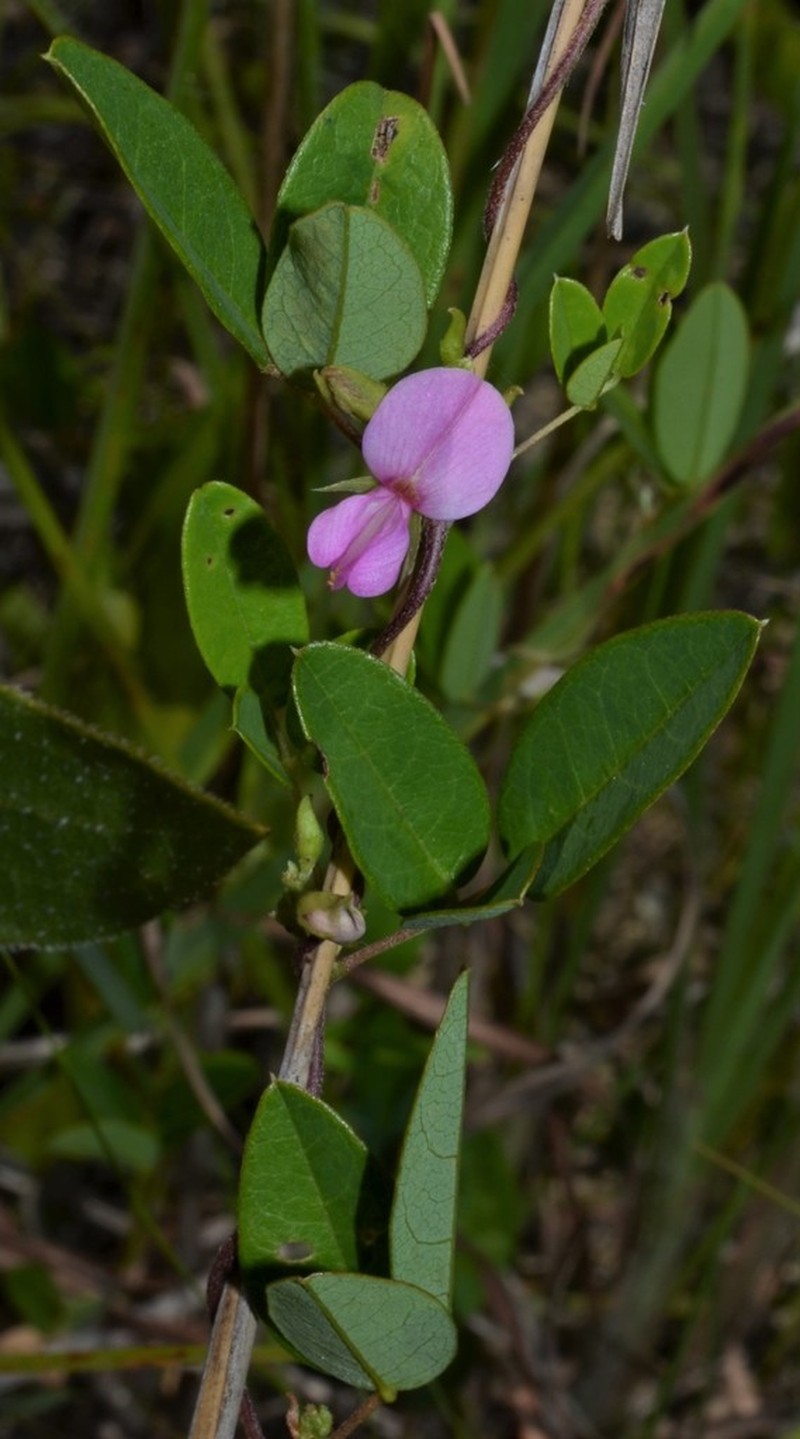 Eastern Milkpea photo 8