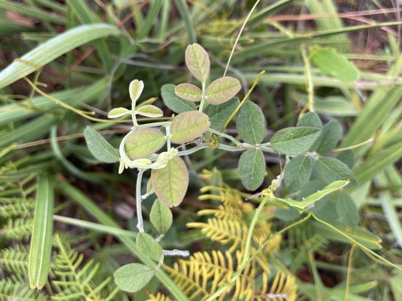 Small's Milkpea photo 2