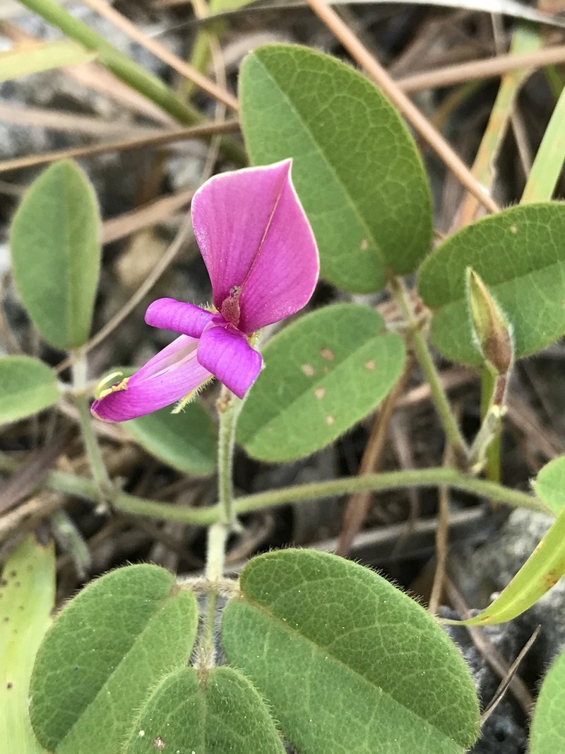 Small's Milkpea photo 3