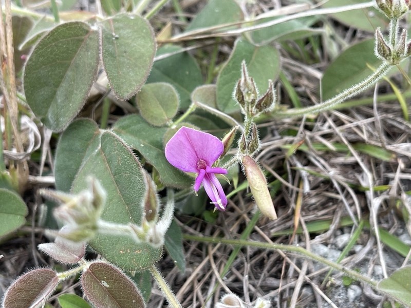 Small's Milkpea photo 4