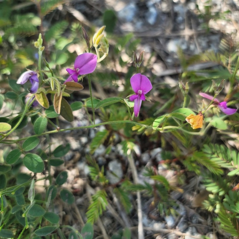 Small's Milkpea photo 5