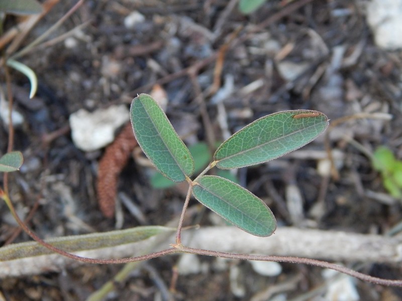 Small's Milkpea photo 6