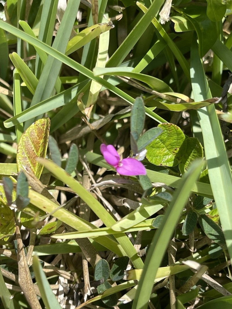 Small's Milkpea photo 7