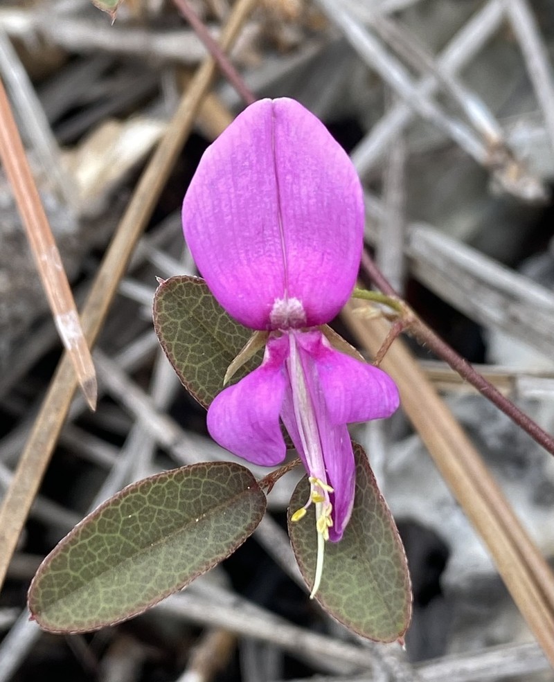 Small's Milkpea photo 8