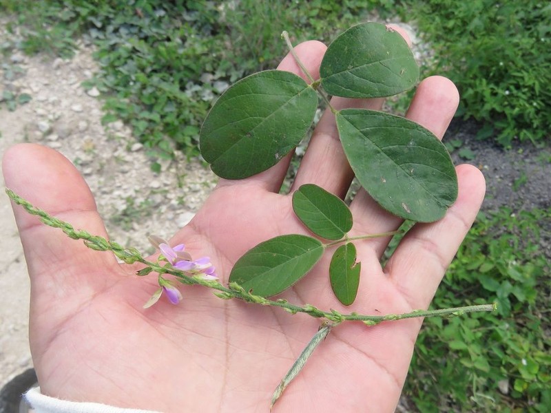 Galactia spiciformis photo 2