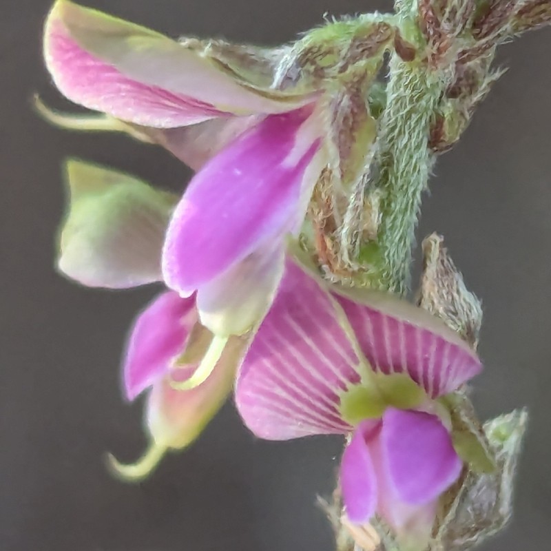 Galactia spiciformis photo 5
