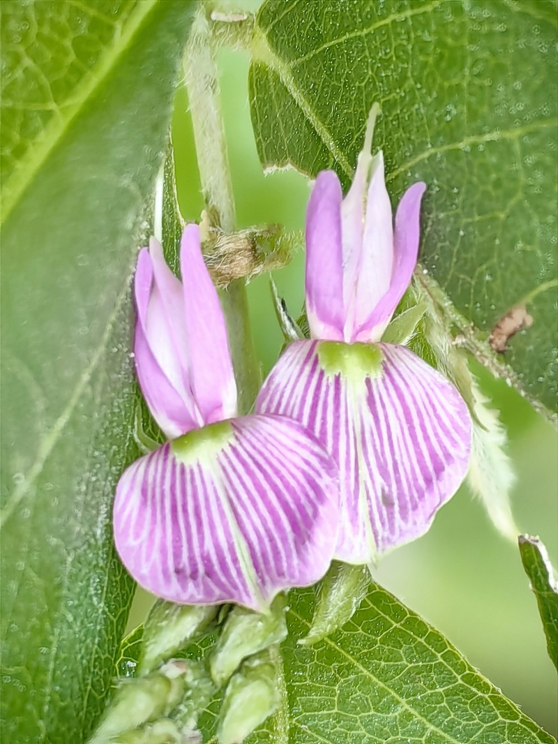 Galactia spiciformis photo 6