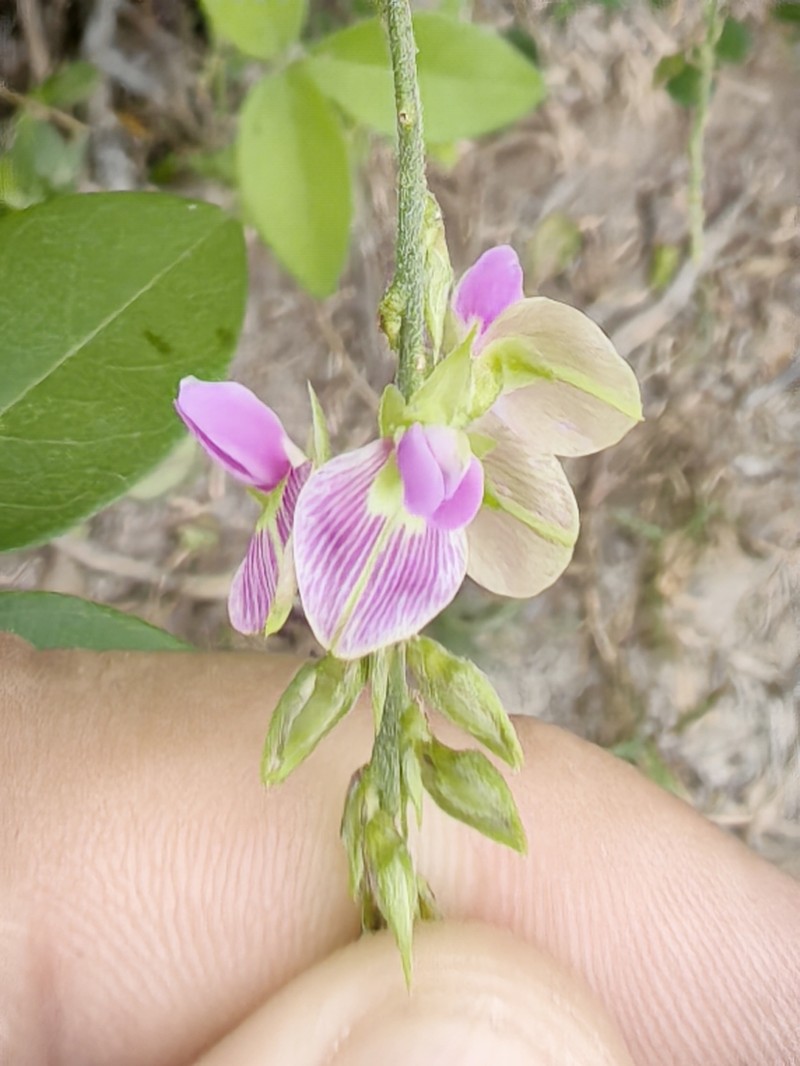 Galactia spiciformis photo 7