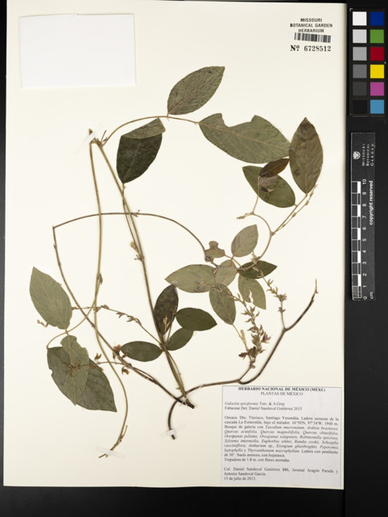Galactia spiciformis photo 8