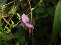 Florida Hammock Milkpea