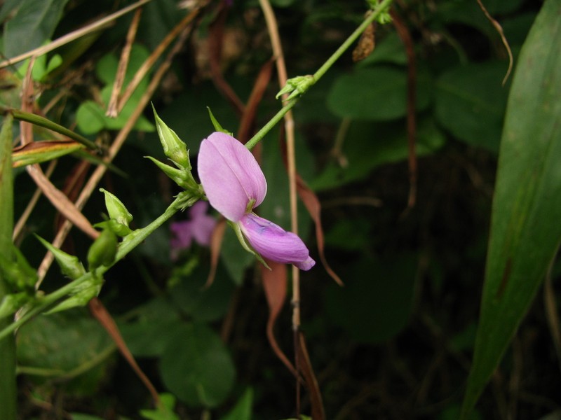 Florida Hammock Milkpea