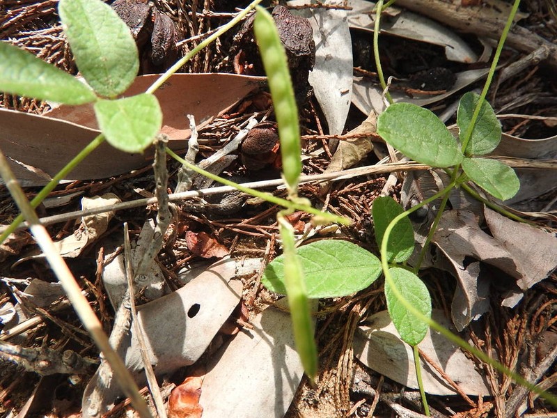 Florida Hammock Milkpea photo 2