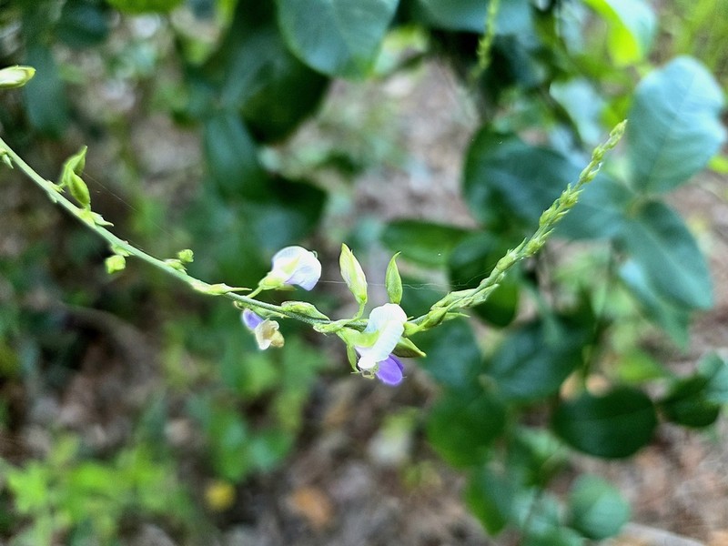 Florida Hammock Milkpea photo 3