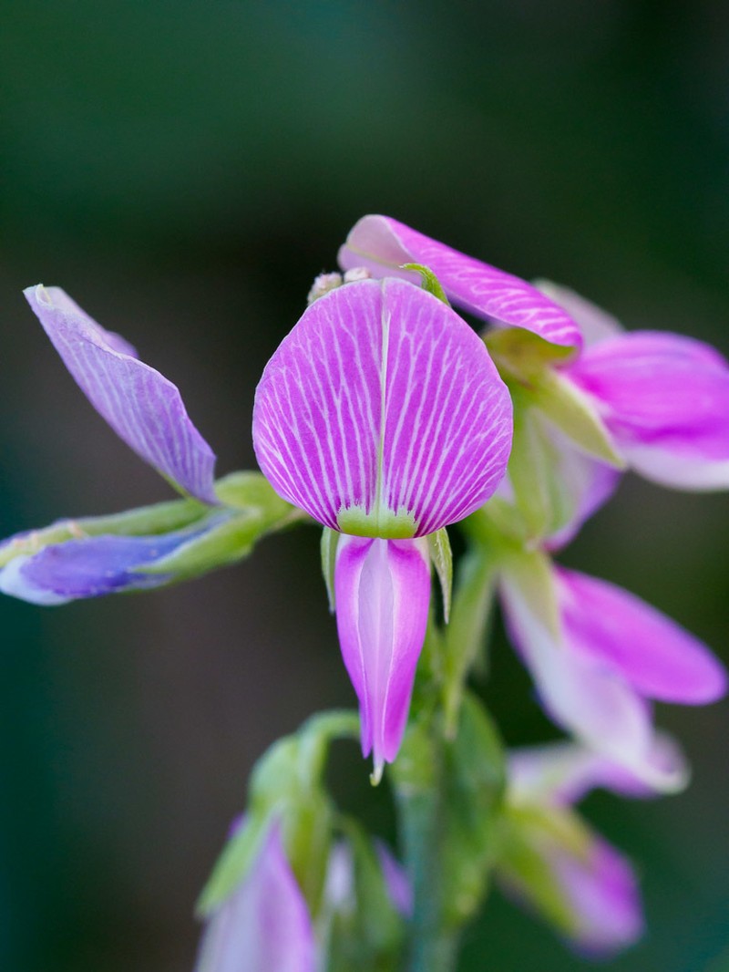 Florida Hammock Milkpea photo 4