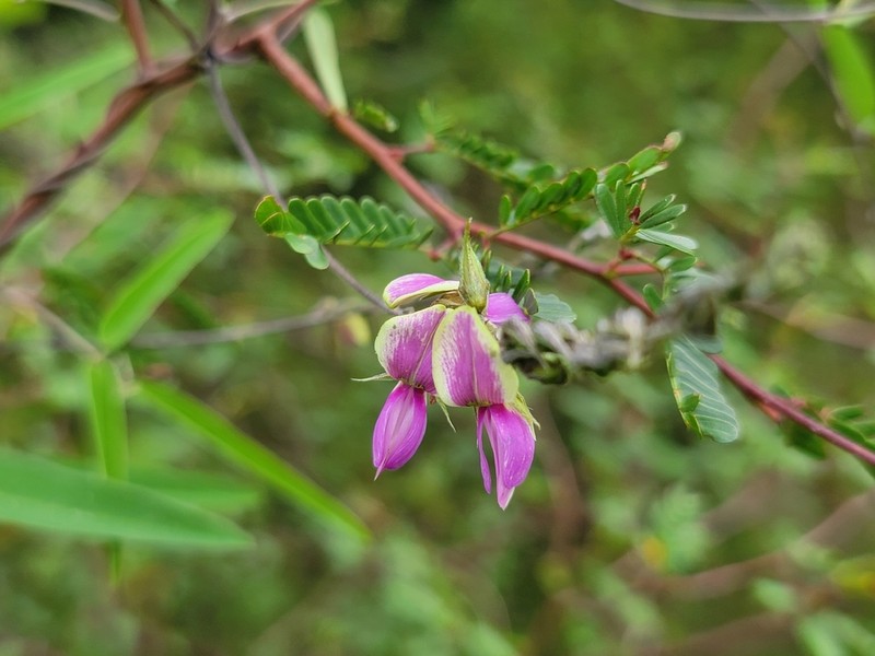 Florida Hammock Milkpea photo 5