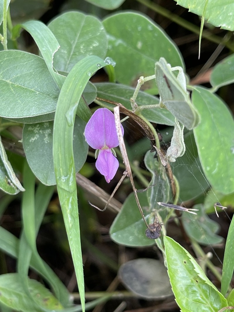 Florida Hammock Milkpea photo 6