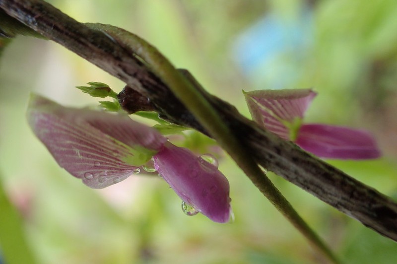 Florida Hammock Milkpea photo 7