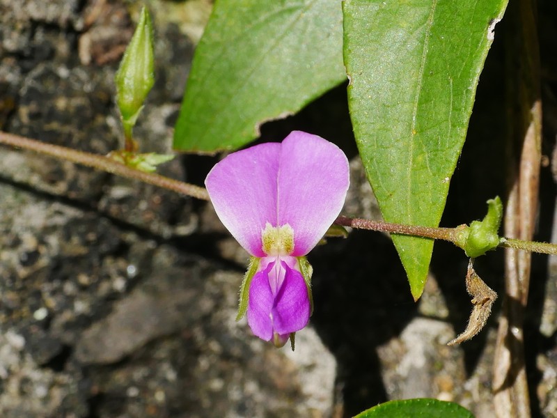 Florida Hammock Milkpea photo 8