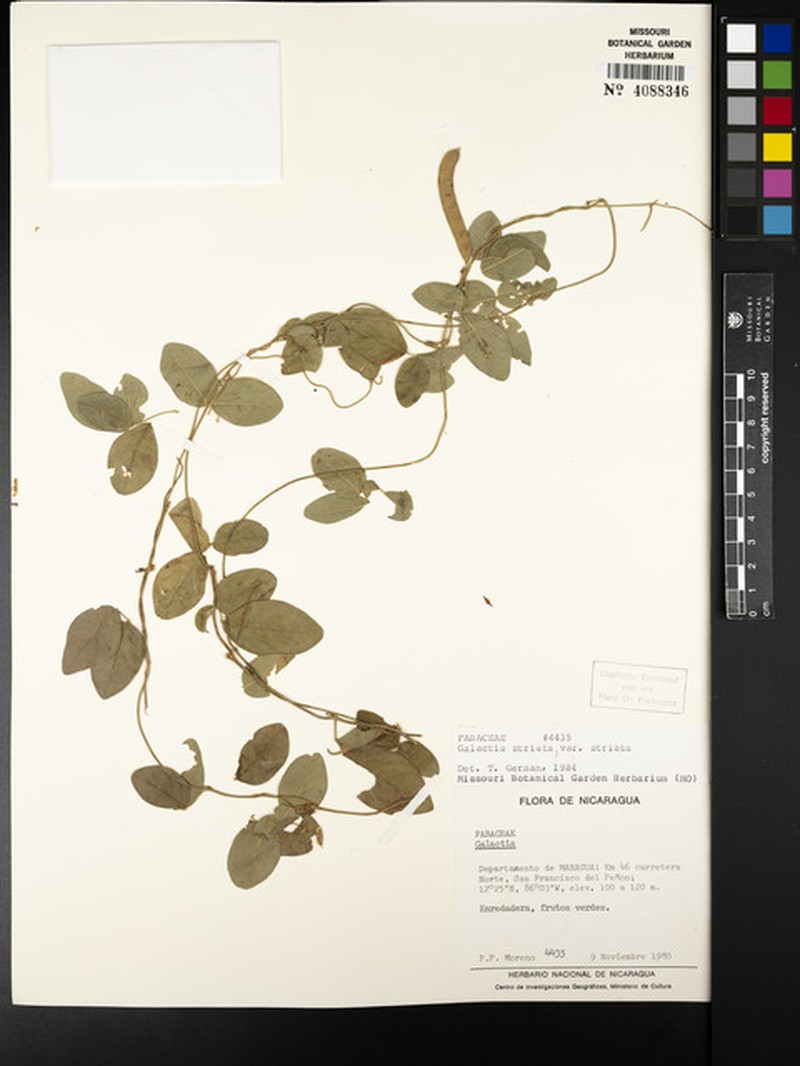 Galactia striata var. striata