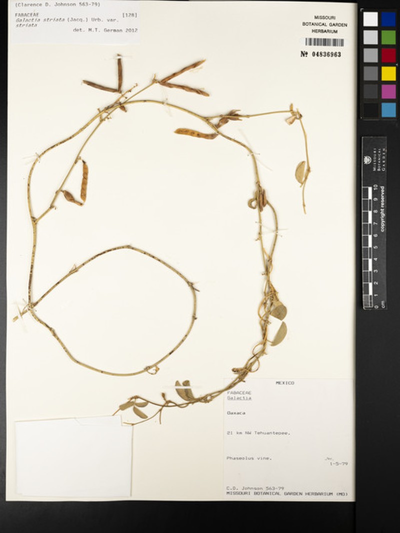 Galactia striata var. striata photo 2