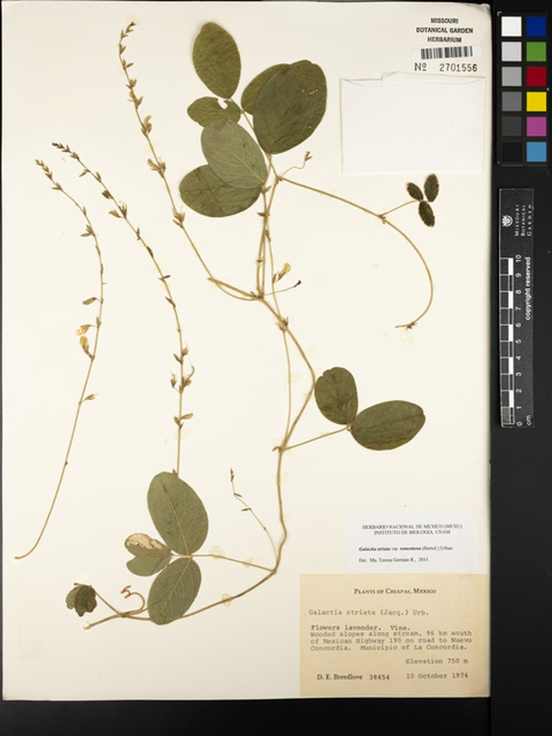 Galactia striata var. striata photo 3