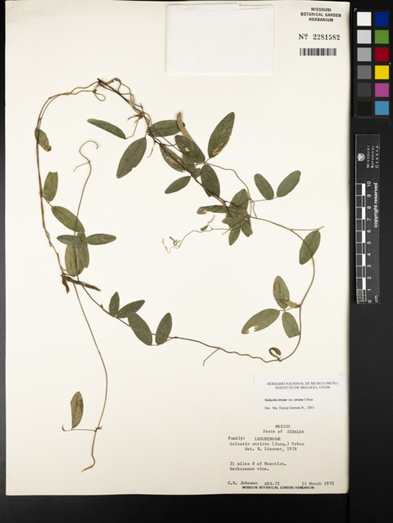 Galactia striata var. striata photo 4