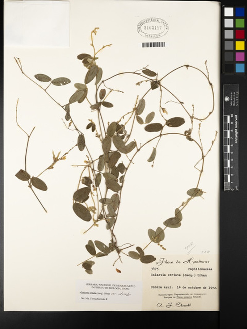 Galactia striata var. striata photo 5