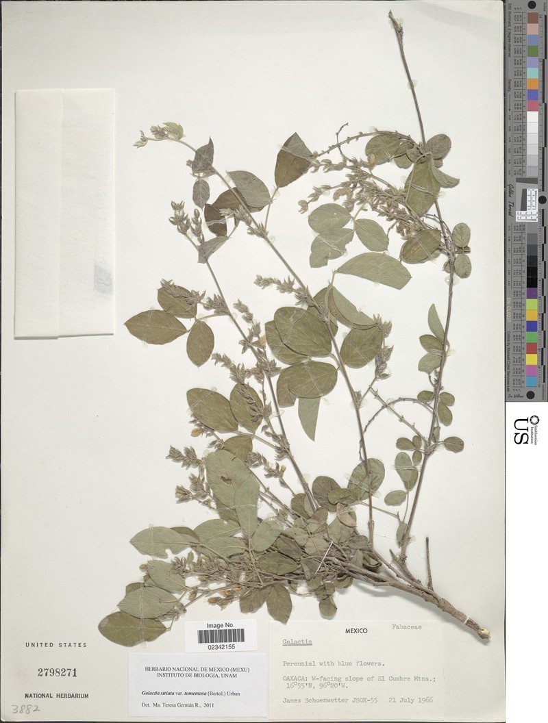 Galactia striata var. striata photo 6