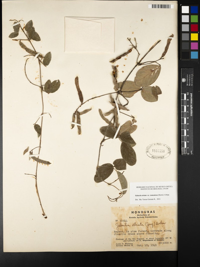 Galactia striata var. striata photo 7
