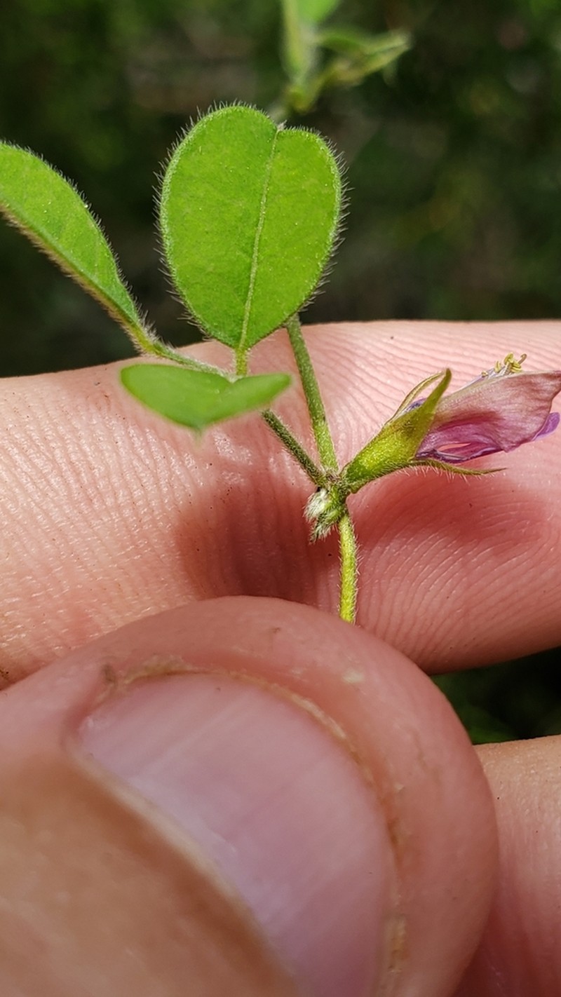 Texas Milkpea