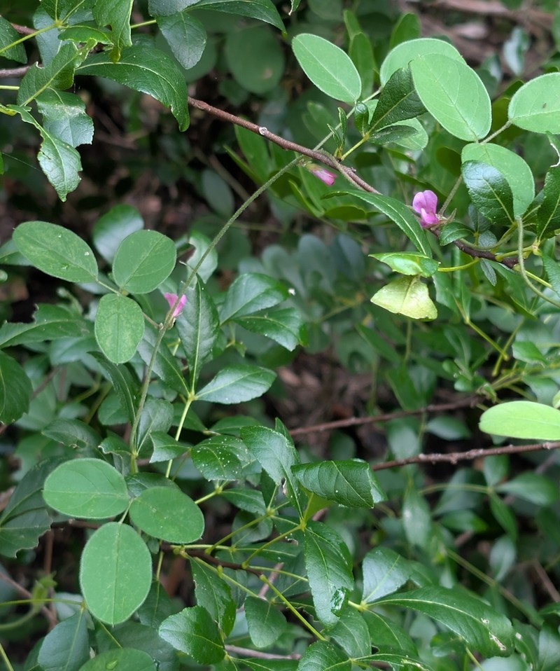 Texas Milkpea photo 2