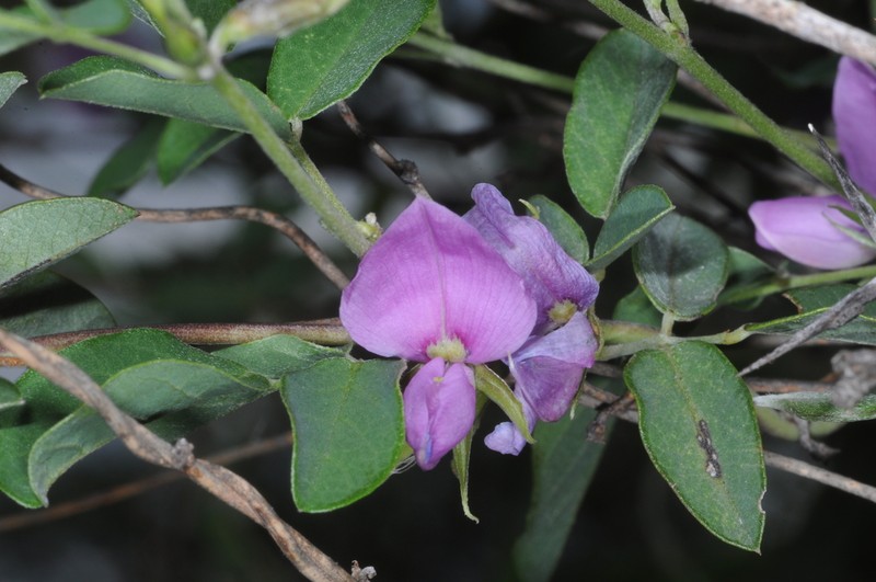 Texas Milkpea photo 3