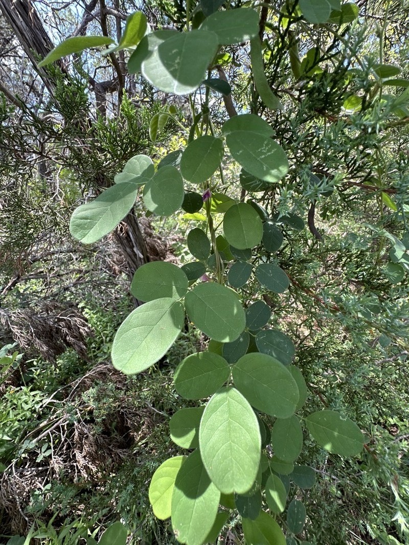 Texas Milkpea photo 4
