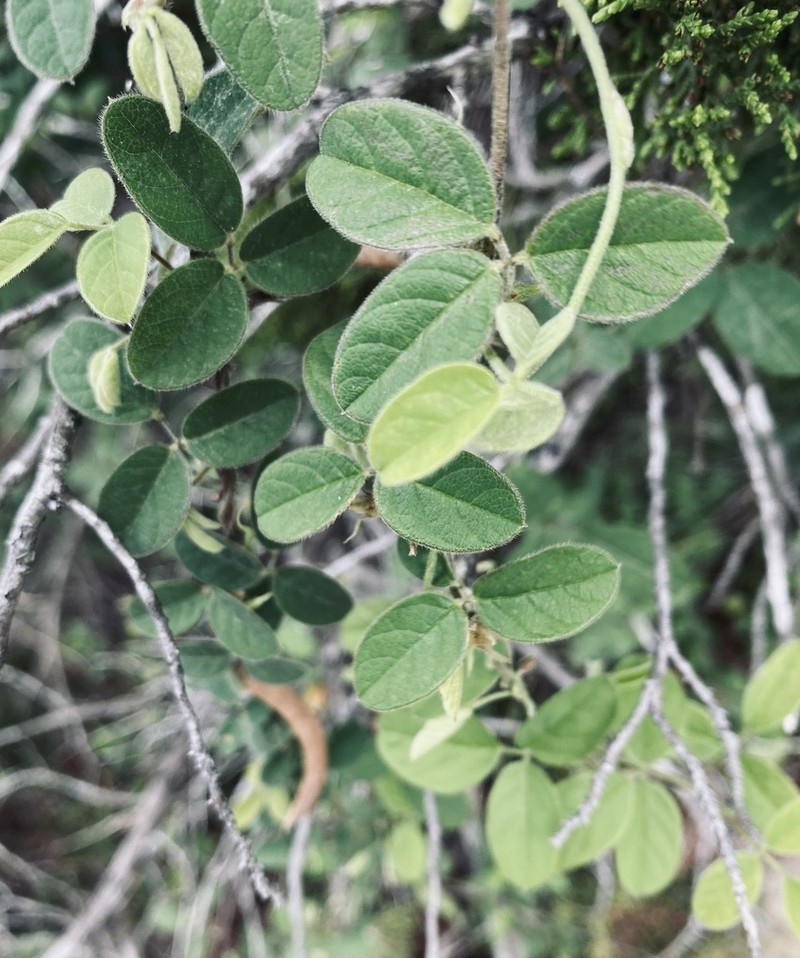 Texas Milkpea photo 5